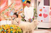 羊が恋のキューピッド！北海道で牧場営む夫婦が『新婚さん』登場