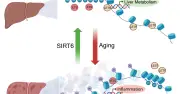 老化した肝臓を若返らせる遺伝子SIRT6の驚くべき効果をマウスで確認