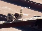 スズメの親子で繰り広げられる「イヤイヤ期」攻防戦が話題に
