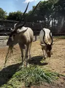 東武動物公園、希少動物アダックス2頭が仲間入り 22年ぶり展示再開