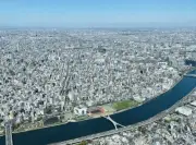 東京港大井ふ頭でヒアリ約530個体確認、都が発表