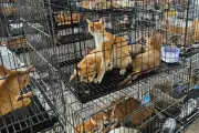 ベトナム警察が「飼い猫窃盗団」摘発、食肉解体寸前の400匹救出