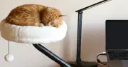 なぜ猫はキーボードに乗るのか？その答えから生まれた猫ベッド「デスクツリーキャットベッド」