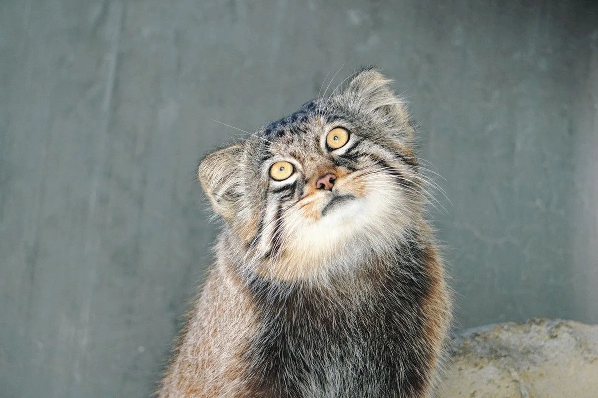 東山動物園のマヌルネコ「ヒデ」、旭山動物園へ引っ越し