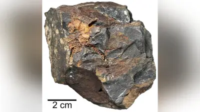 7000万年前のクモヒトデ化石が新属新種に、世界初の白亜紀アヤマチクモヒトデ科