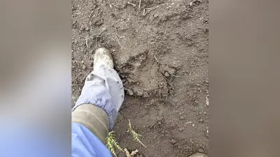 函館の畑でニンジン300キロ食い荒らされる、ヒグマか