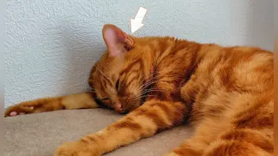 猫の耳、文学からグルメまで 梶井基次郎の描写から猫耳麺へ