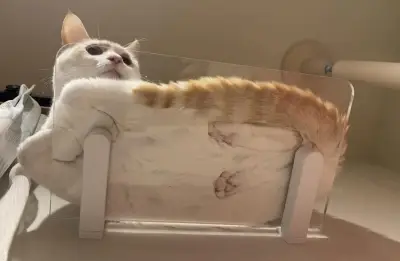 猫の“おててないない”の仕組みを下から覗いた奇跡の写真に興奮の声続出「透けるピンクの肉球が最高」と反響