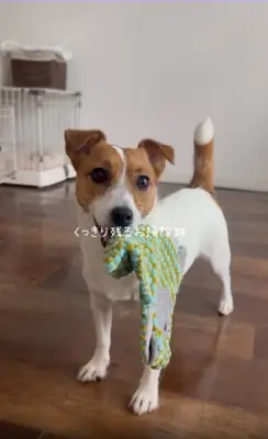 おもちゃで床拭き「お掃除犬」に2.1万いいね、飼い主が明かす「恥ずかしかった」理由とは
