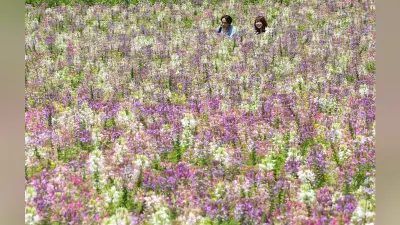 兵庫県淡路市のあわじ花さじきでクレオメが見頃 淡いパステル調の花10万本が来月中旬まで楽しめる チョウが舞うような花びらが人気