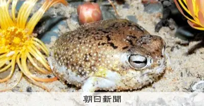 砂漠のカエル「サバクフクラガエル」、絶滅危惧種に指定　ペット需要や気候変動が脅威に