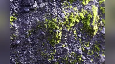 西之島で噴火後初の植生確認、生態系形成過程の解明に期待