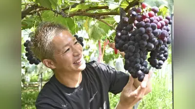 通常の5倍、顔より大きい巨大ピオーネ収穫 サンフレッチェ広島に寄贈