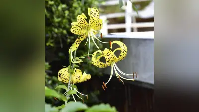 対馬市だけに咲く黄金色のユリ「オウゴンオニユリ」が開花、市役所前を彩る