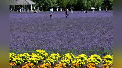 ファーム富田でラベンダー見頃、６万株が彩る