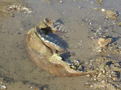 ブルガリアのドナウ川で干ばつと熱波の影響により水位が低下し、川底から絶滅したケナガマンモスの骨が発見された