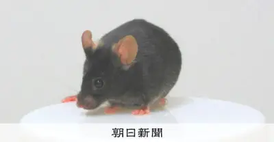 思春期に多い骨肉腫の発症メカニズム解明 東大と慶大が老化研究から偶然発見