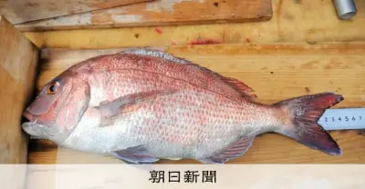 ダイエット後のリバウンドを養殖に活用、三重県がマダイの補償成長技術を確立へ