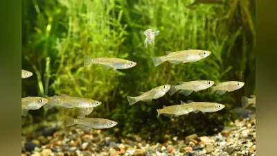 ミナミメダカの生態：背びれの位置や産卵行動を観察