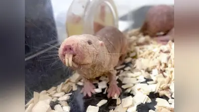 寿命30年のハダカデバネズミ、老化兆候なくがん発症率も低い…九州大「デバ研」の研究