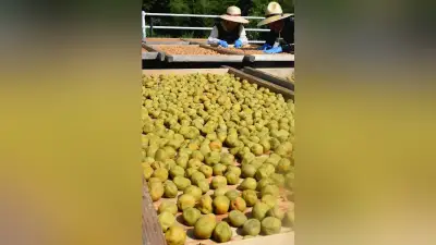 天日で猛暑を制す、岡山県津山市で梅干しづくり 1日3回ひっくり返して3日間、シソ梅は9月上旬から道の駅で
