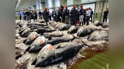 クロマグロ国際会議、漁獲枠拡大合意できず閉幕…継続協議へ