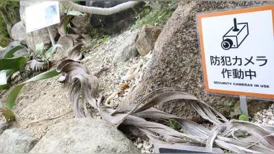全国の植物園で希少植物盗難相次ぐ、絶滅危惧種も被害