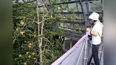 高知・牧野植物園で国内希少のザーバオバブ開花 観賞タワー設置 一日花の見頃 午前中来園を 昨年160輪以上