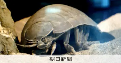 鳥羽水族館の「新種ハンター」森滝学芸員、初の著作「海のへんな生きものと暮らす僕」で40種超の新種発見を紹介