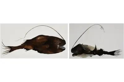 深海調査で日本初記録の深海魚シダアンコウ科、東海大が「シズクアンコウ」と命名 日本近海の分布を世界で初確認