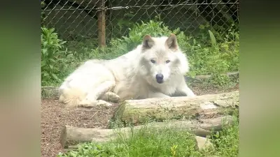 とくしま動物園のシンリンオオカミ「ユウキ」が老衰で死亡 国内３番目の高齢１５歳 人懐っこく愛される 飼育員とファンに惜しまれ