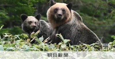 熟練ハンター、ヒグマに襲われ目つぶしで反撃し駆除 北海道更別村