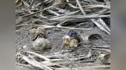 押収の天然記念物オカヤドカリ1100匹、奄美大島に戻される 300匹衰弱死