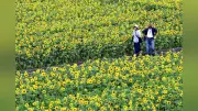 福岡県大任町でヒマワリ20万本が満開、夏の訪れ告げる