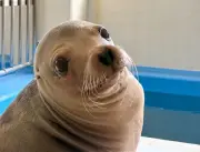 22歳のアシカ「シルク」が衰え知らずの身体能力披露、鳥羽水族館が誕生日報告