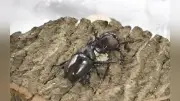 第38回カブト虫相撲大会、鹿児島県大崎町で開催 子ども400人が熱戦
