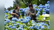 小樽貴賓館の庭園一面にアジサイ 600株が見頃迎え来園者喜ぶ