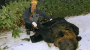 200頭超のクマを仕留めた名人が「殺られる」と覚悟した瞬間 子グマを撃たれ殺気立つ母グマが2メートル先に