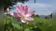吉野ヶ里歴史公園で古代ハス「大賀ハス」が大輪の花を咲かせる