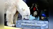 2026年7月28日 読売新聞が旭山動物園の記事「北極が恋しい暑さ」公開
