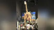 アジア最大級の竜脚類「シンジャンティタン」骨格展示に歓声、福井県立恐竜博物館で特別展開幕