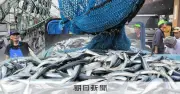 今秋サンマ不漁か？来遊量昨年下回る、魚体も小型化