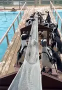 あわしまマリンパークで恒例の「ペンギンの流しアジ」がスタート