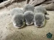 あわしまマリンパークでコツメカワウソ三つ子誕生、SNSで7.9万いいねの話題