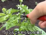 バジルの花は摘むべき？SNSで話題の育て方のコツと理由