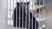 河北町児童動物園でツキノワグマの一般公開開始、安全対策も徹底