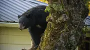 クマが民家に侵入する理由　作家が語る「人間の味」学習の危険性