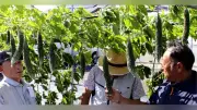 岐阜県海津市と神戸町の栽培農家でゴーヤ収穫が本格化 約48アールで栽培、10月中旬頃まで名古屋・岐阜方面へ出荷