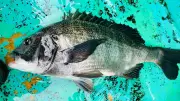 アジ釣りでクロダイ激増！東京湾の生態系激変と味の実力