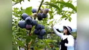 福岡・糸島でブルーベリー摘み取りシーズン、みずみずしく甘い実を味わう
